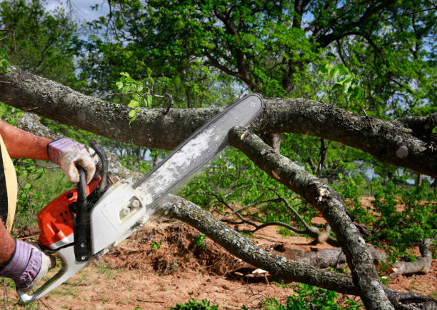 Residential Tree Removal in Seneca, SC